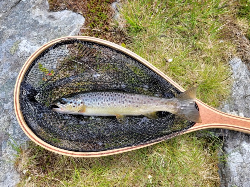 Cwm Silyn trout - MW from Hoylake